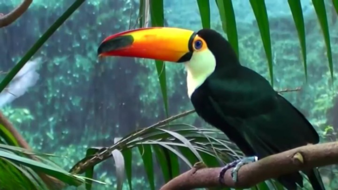 Toucan vibrant colors and playful nature 