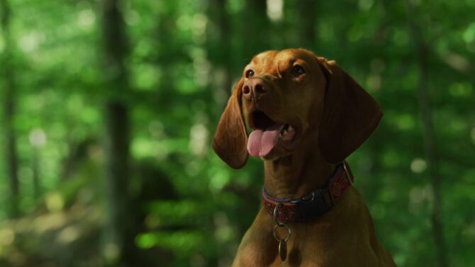 Vizsla