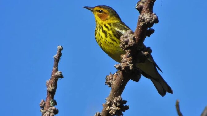 Warblers The Migratory Minstrels