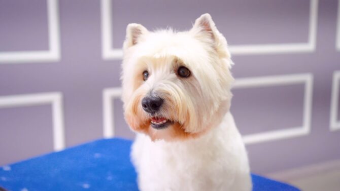 West Highland White Terrier