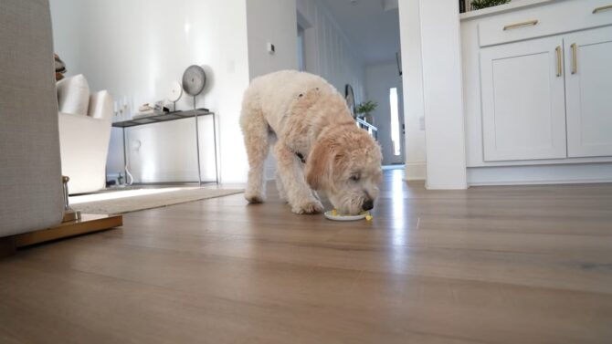 Wheaten Terrier