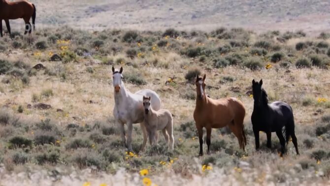 Wild Horses