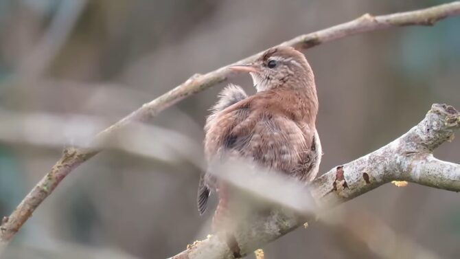 Wrens The Energetic Explorers