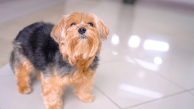 Yorkshire terrier