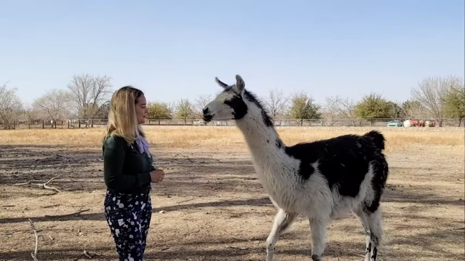 a girl feeds a llama