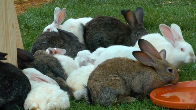 a group of rabbits in a meadow eating from a red plate