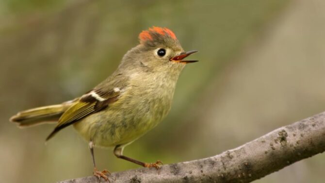 a kinglet stands on a branch