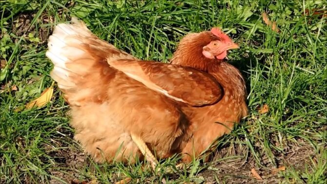 chicken the most widespread poultry bird