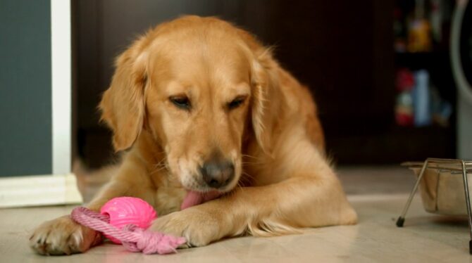 dog is licking themselves