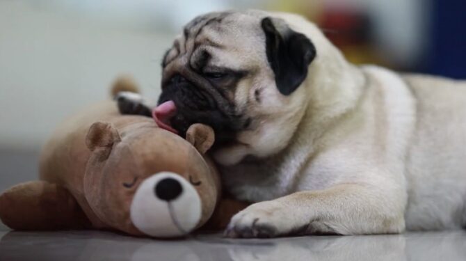 dog licks the brown teddy