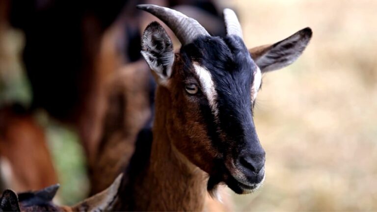 Top 14 Domestic Animals In The World: A Must-Read Compilation
