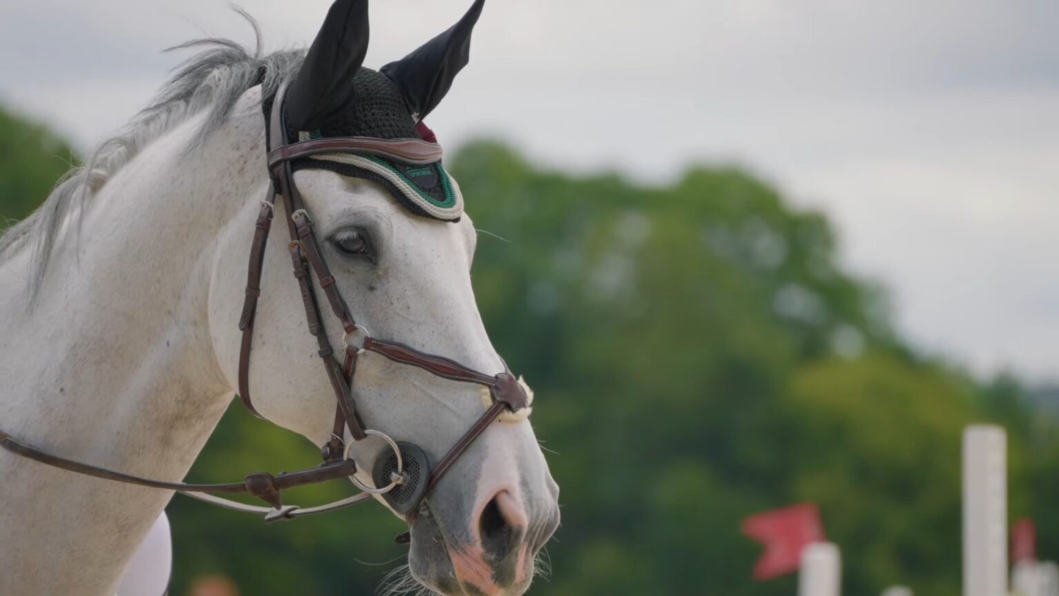 Why Are Horses Good Pets? (10 Reasons You Should Know)