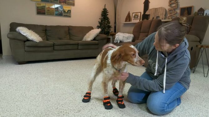  puppies wear booties for protection