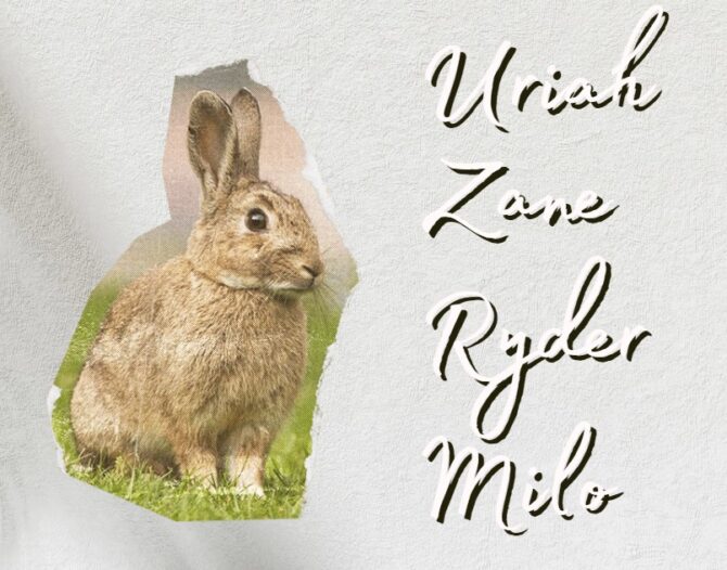 rabbit Male Name ideas