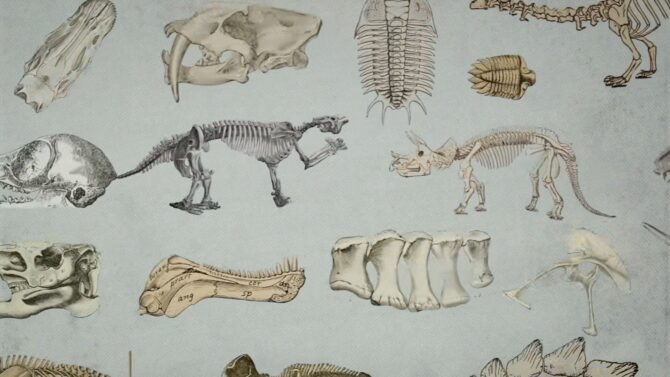Bones of Dinosaurs