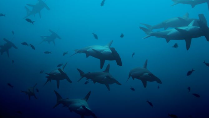 Building a Harmonious Relationship with sharks