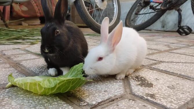 Can Rabbits Eat Cabbage Safely