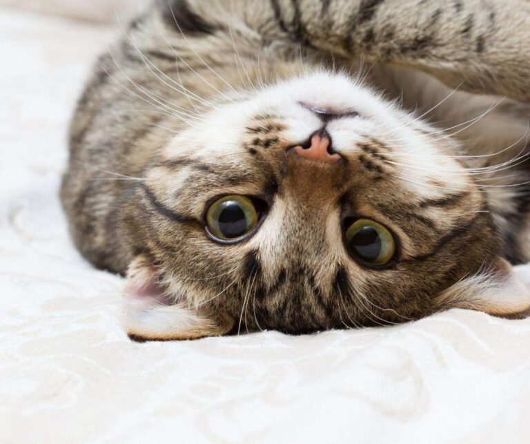 How Long Do Cats Live Average And Maximum Life Expectancy 