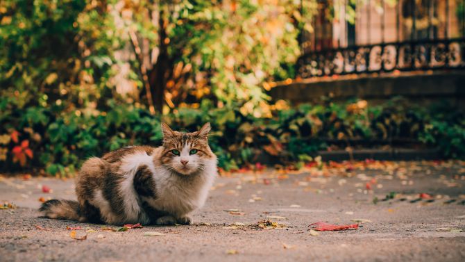 Cats and Foxes Coexisting in Harmony