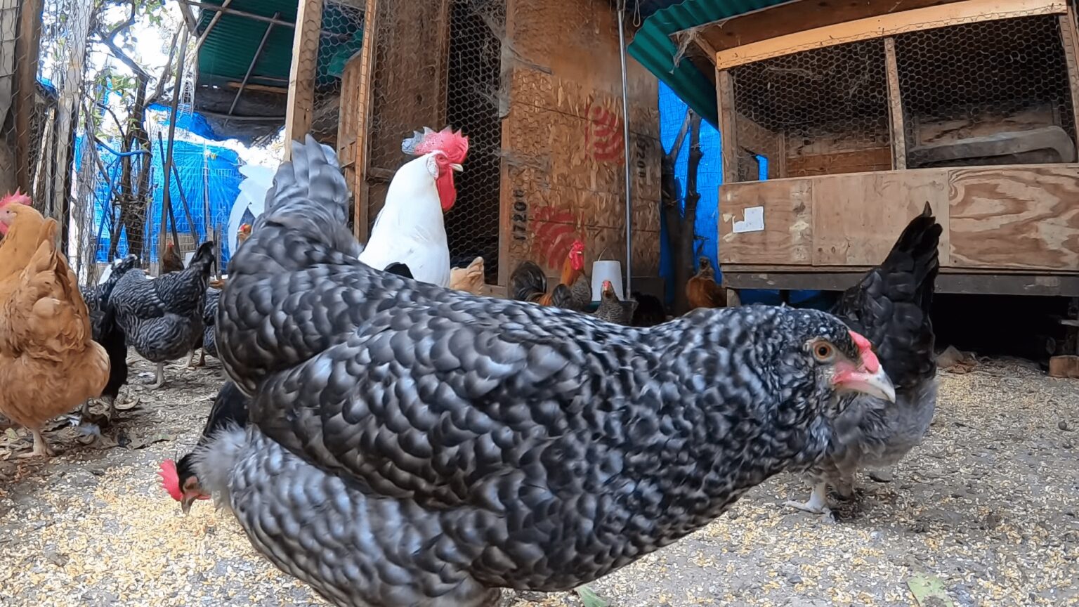 What is the Ideal Temperature for Chickens? Feather Forecast