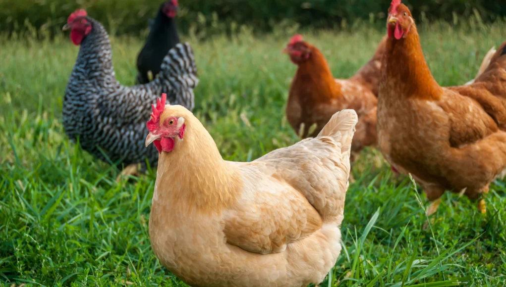 What is the Ideal Temperature for Chickens? Feather Forecast