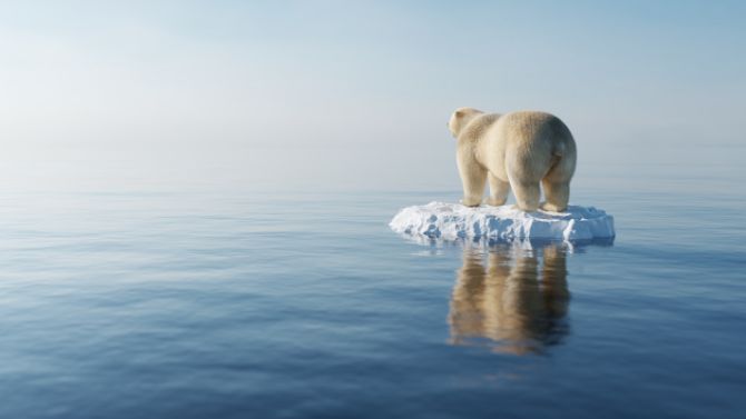 Climate Change and Conservation of polar bears and penguins