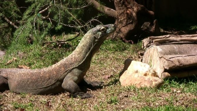 Consumption of the Komodo Dragon in Cultural Context