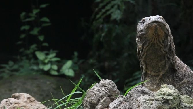 Cultural and Conservation Significance of the Komodo Dragon