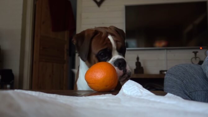 Cute And Obedient Boxer Dog and ORange