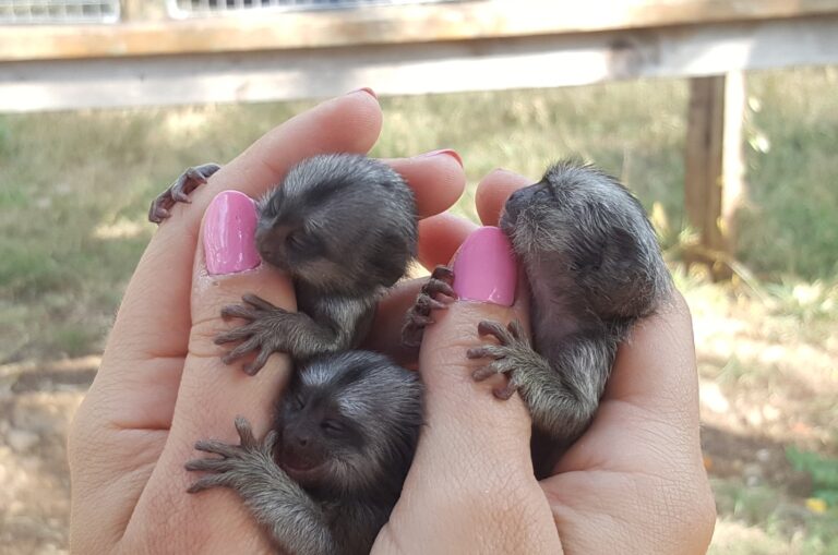 Do Finger Monkeys Make Good Pets? Facts & Risks