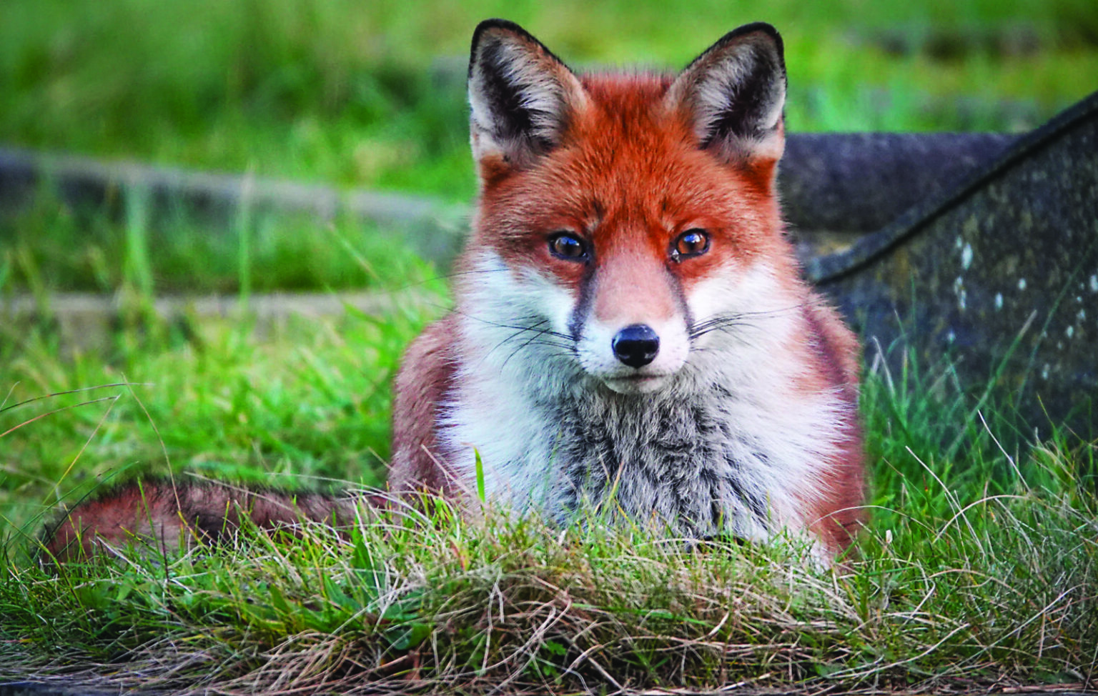Do Foxes Attack and Eat Cats? The Truth About Predatory Behavior