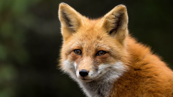 Do Foxes Really Pose a Threat to Cats