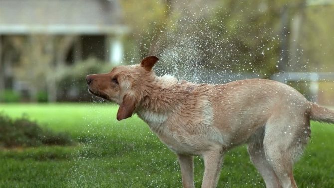 Dog shaking as a Part of Emotional Response