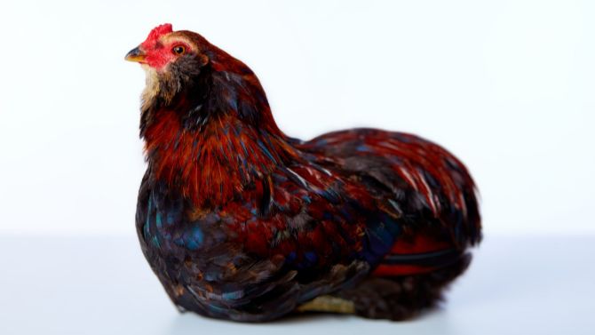 Easter Egger Chicken - Pictures, Info, Traits