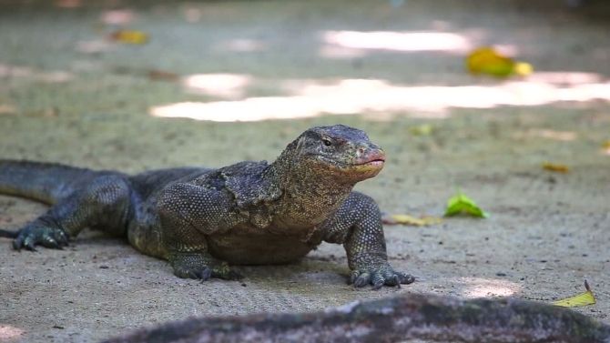 Ecological Consequences of eating Komodo Dragons