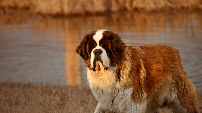 From Book to Screen The Saint Bernards Cujo