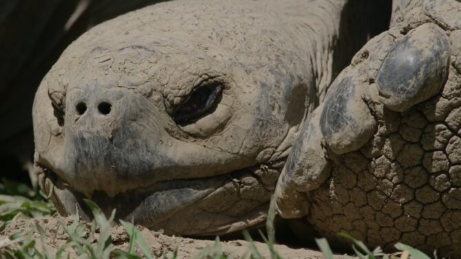 Giant Tortoise Up Close