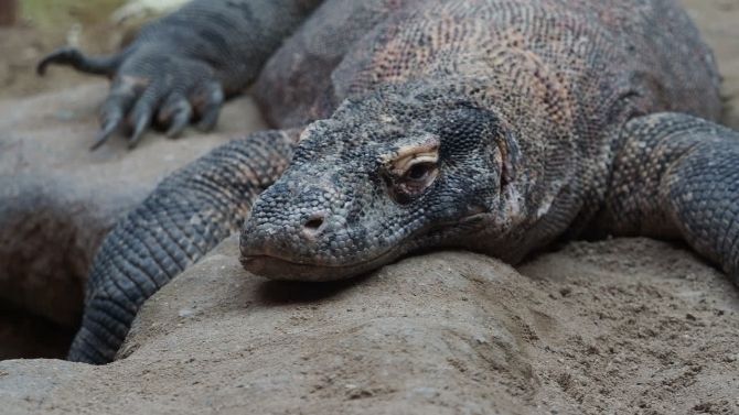 Global Trends in Consuming Exotic Animals Like the Komodo Dragon