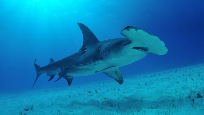 Human Impact on Shark Populations