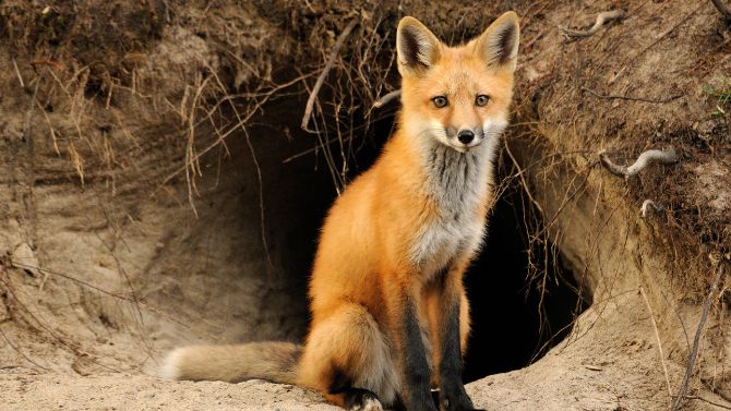 Knowing About Fox Behavior
