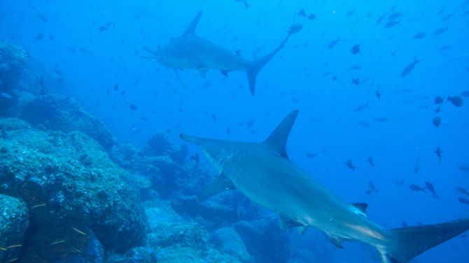 Myths and Fiction for sharks