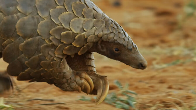Pangolin Searching For Food