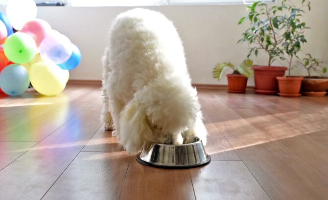 Poodle Nutritional Needs
