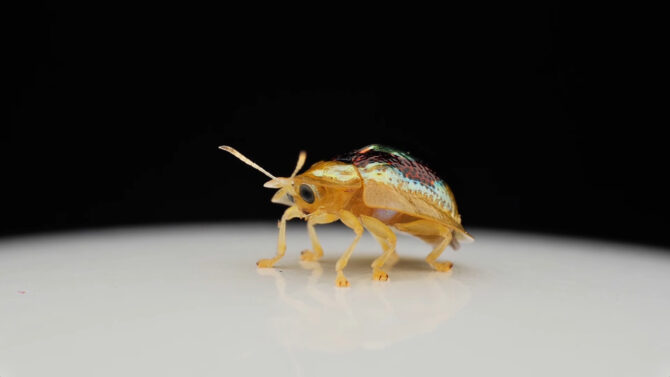 Ruby Gold Tortoise Beetle