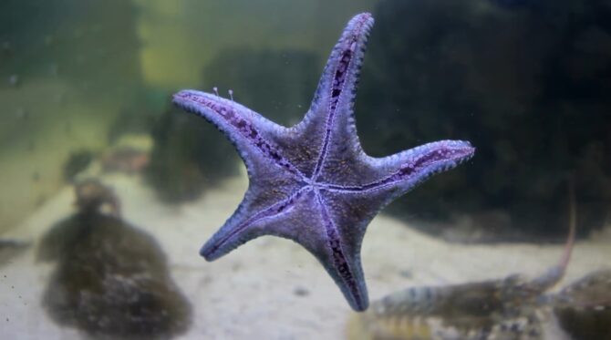 Star fish In Water