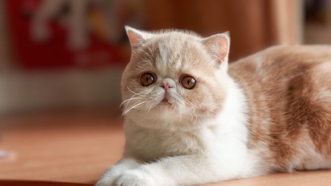 Symptoms Resembling Down Syndrome in Cats