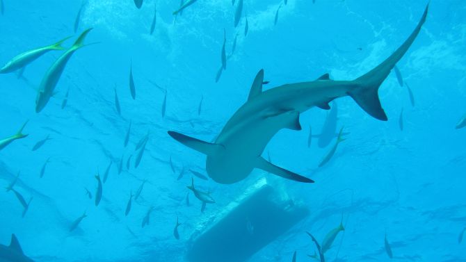 Territorial Behavior in sharks