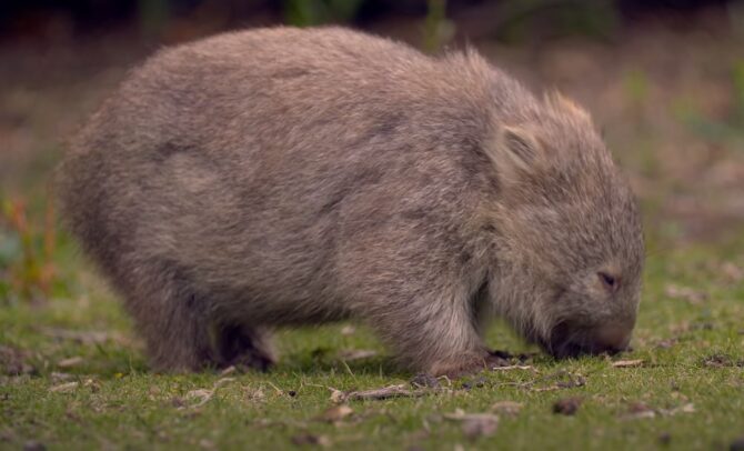 Does Wombat Make a Good Pet