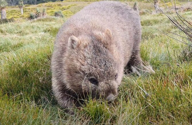 Is it legal to have wombat as a pet