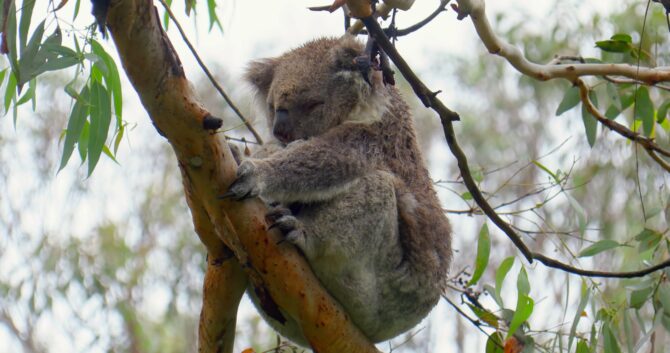 Koala Sleep on the Tree